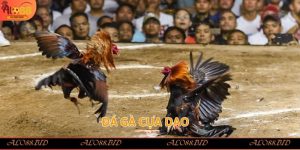 Đá Gà Cựa Dao